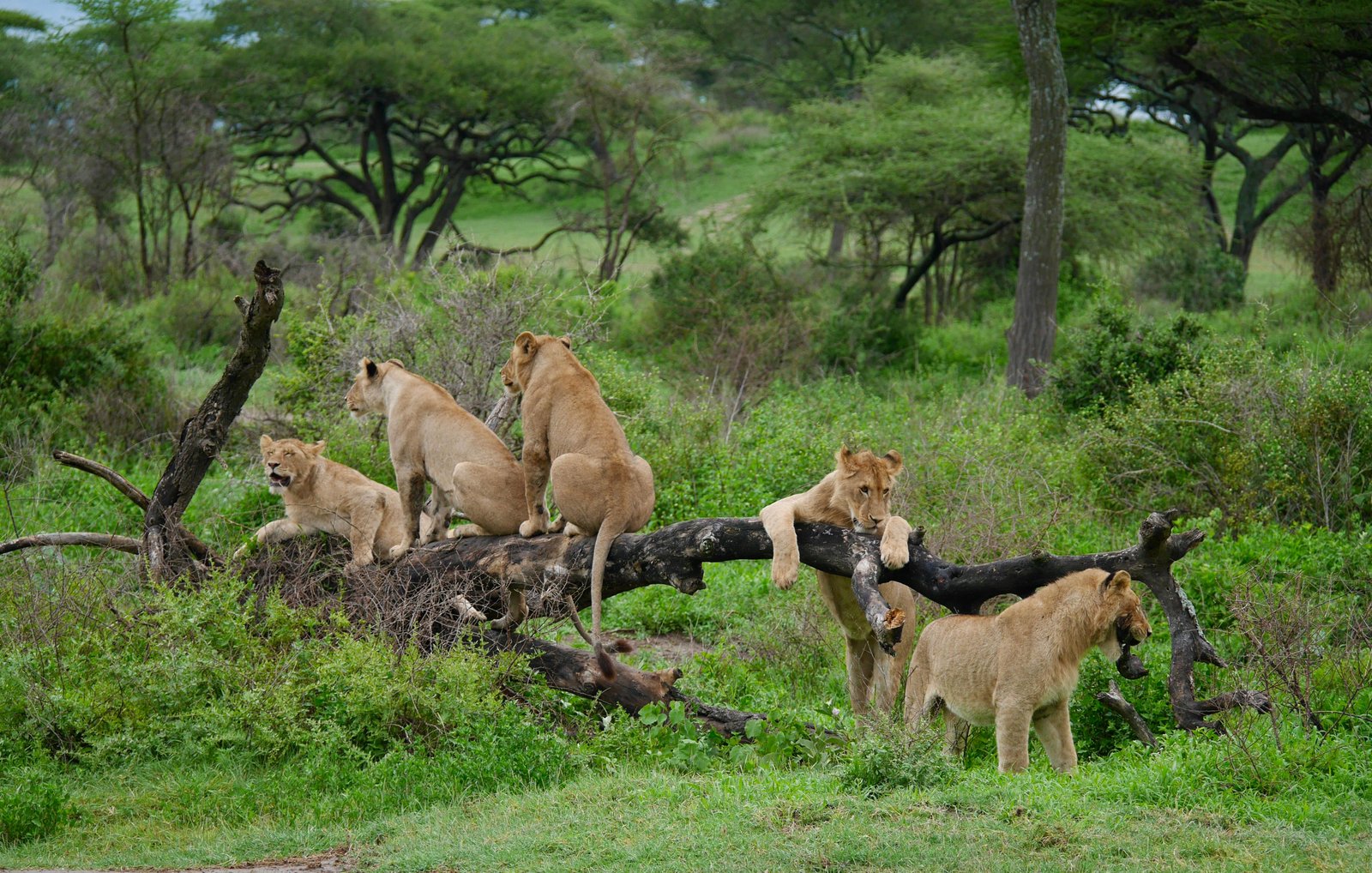 New Serengeti conservation corridor announced at global summit